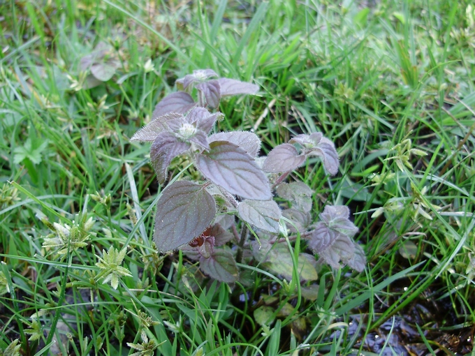 Identificazione piante